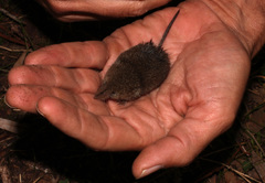 Myosorex varius