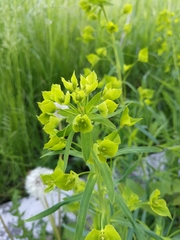 Euphorbia virgata