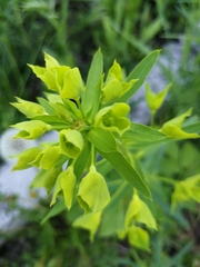 Euphorbia virgata
