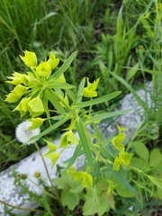 Euphorbia virgata