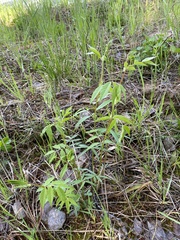 Vicia venosa baicalensis