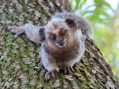 Callithrix jacchus × penicillata