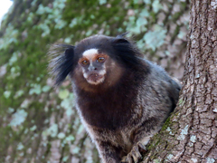 Callithrix penicillata