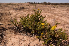 Cullumia micracantha