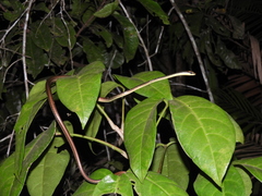 Dendrelaphis marenae