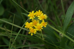 Packera pseudaurea semicordata