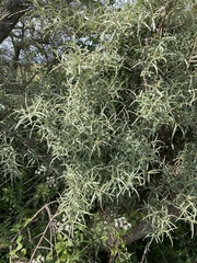Hippophae