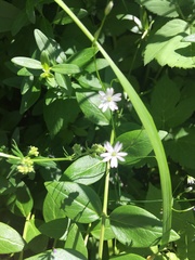 Stellaria graminea
