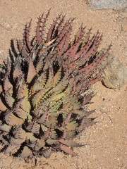Aloe melanacantha