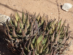 Aloe melanacantha