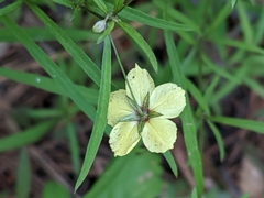 Lysimachia lanceolata