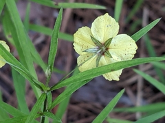 Lysimachia lanceolata