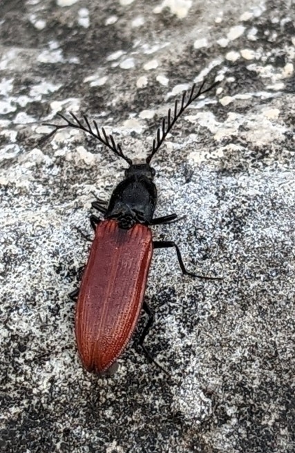 Anostirus zenii