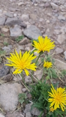 Crepis crocea