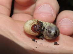 Xyloryctes jamaicensis