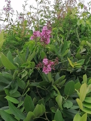 Fridericia floribunda