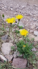 Crepis crocea