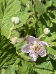 Rubus apetalus