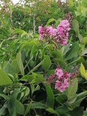 Fridericia floribunda