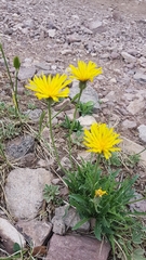 Crepis crocea