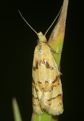 Phtheochroa vitellinana