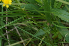 Packera pseudaurea semicordata