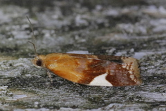 Clepsis persicana