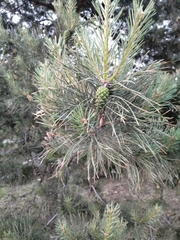 Pinus sylvestris