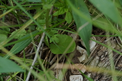 Packera pseudaurea semicordata
