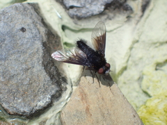 Chalcochiton pallasii