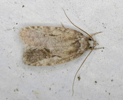 Agonopterix curvilineella