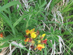Chamaecytisus supinus
