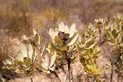 Leucadendron loranthifolium
