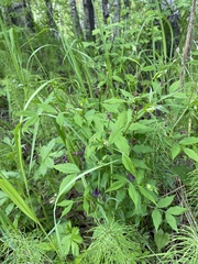Vicia venosa baicalensis