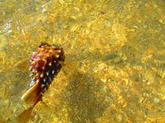 Cyclichthys spilostylus