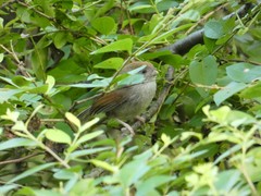 Sinosuthora alphonsiana