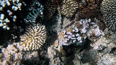 Neoglyphidodon polyacanthus