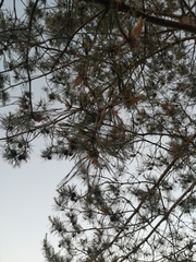 Pinus sylvestris