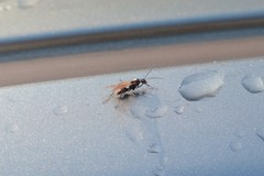 Formicidae
