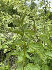 Urtica galeopsifolia