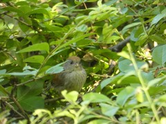 Sinosuthora alphonsiana