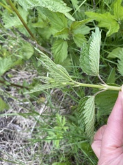 Urtica galeopsifolia