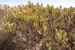 Leucadendron procerum