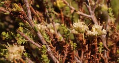 Macrostylis crassifolia