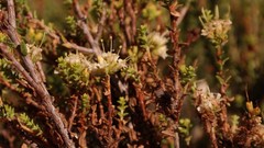 Macrostylis crassifolia