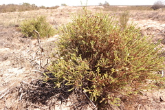 Macrostylis crassifolia