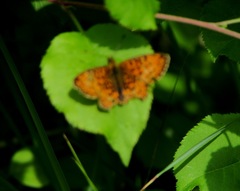 Boloria selene