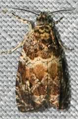 Olethreutes olivaceana