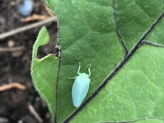 Gyponana angulata