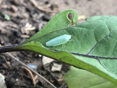 Gyponana angulata